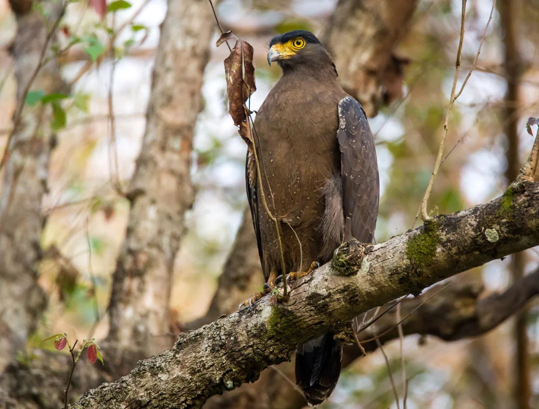 Whats The Difference Between Hawks And Eagles Gulo In Nature