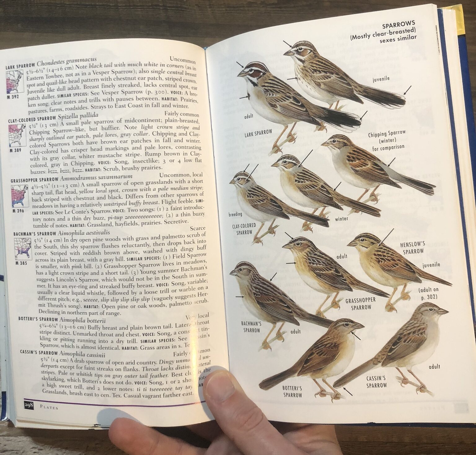 The Best Field Guides For The Birds Of North America Gulo In Nature