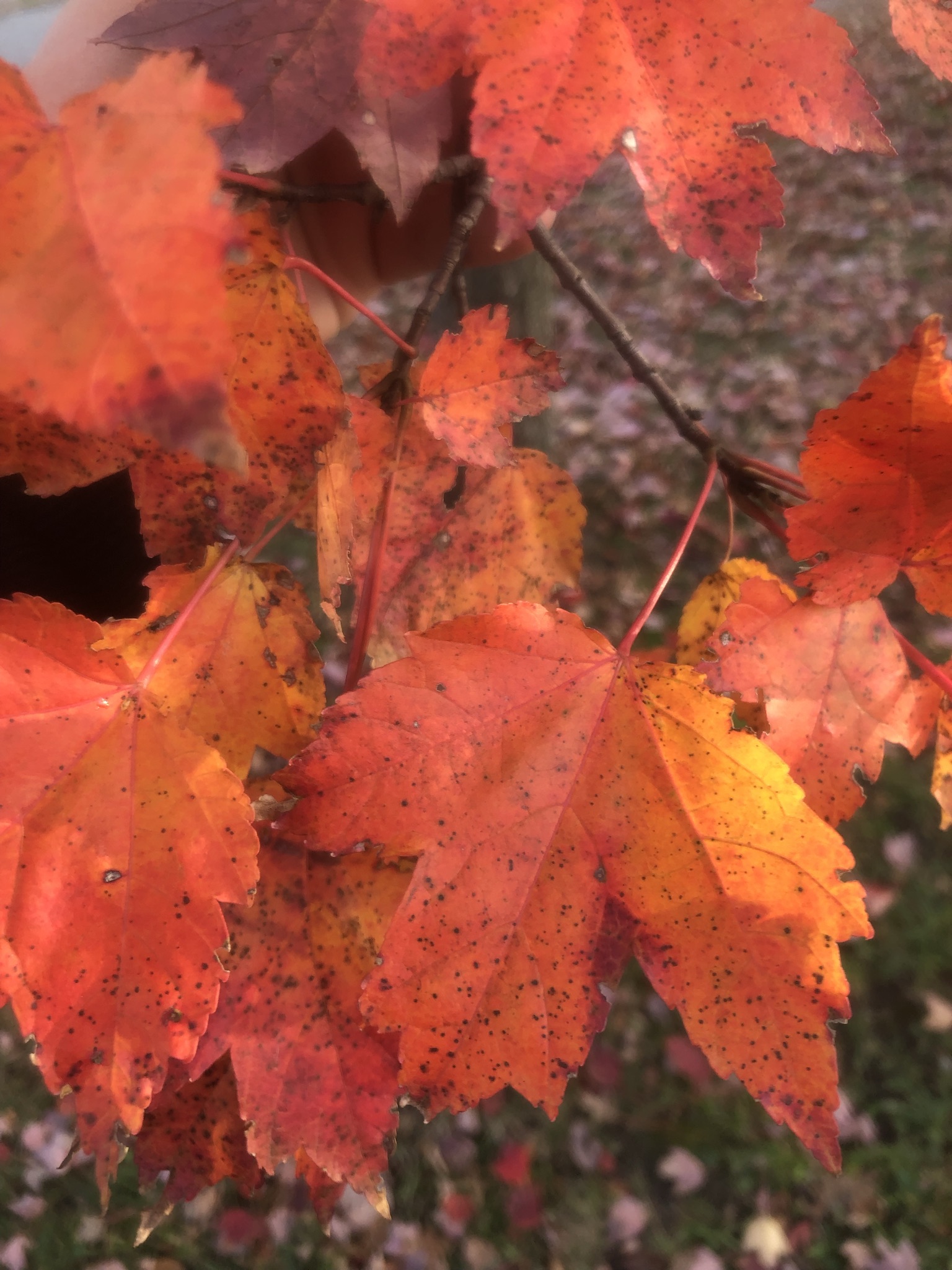Why Aren't My Maple Tree Leaves Turning Red in Fall?