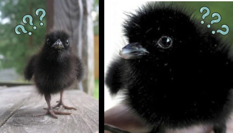 Baby Crow post