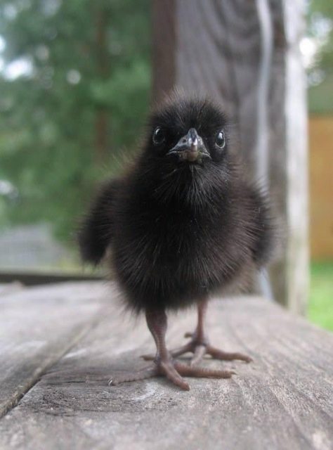 Baby crow