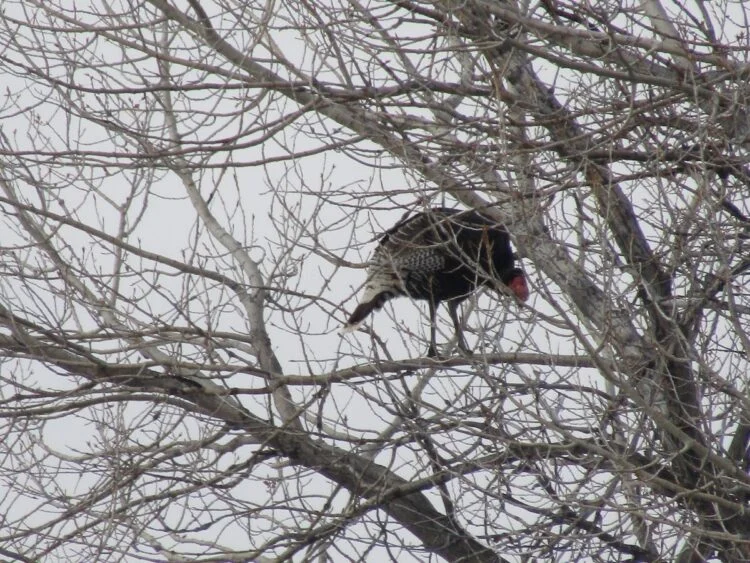 do turkey sleep in trees