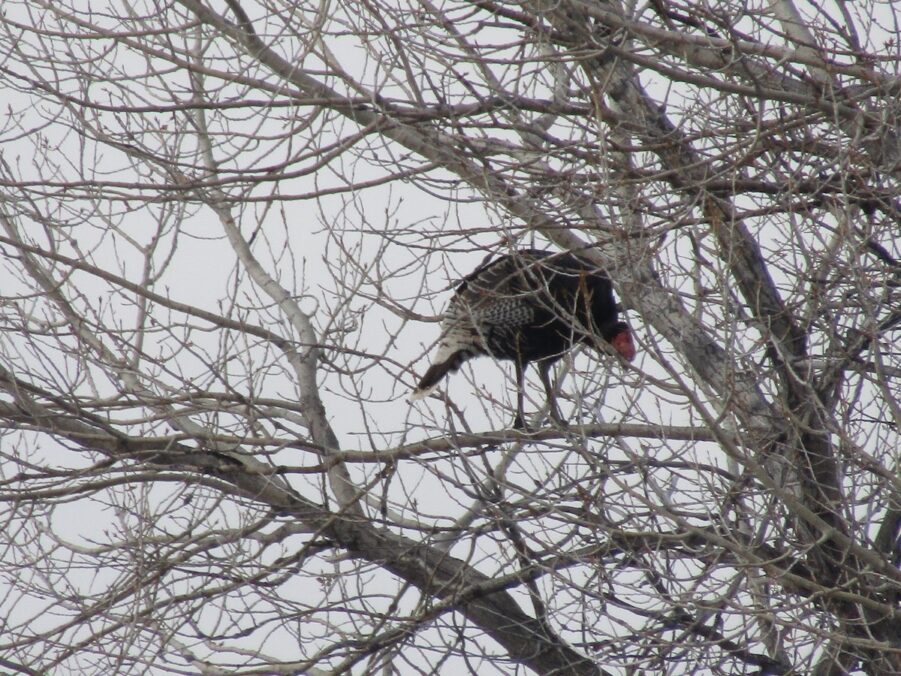 Do turkeys really sleep in trees? | Gulo in Nature