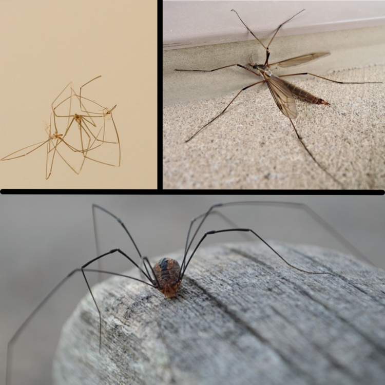 Harvestmen: The 'Spiders' That Aren't Actually Spiders