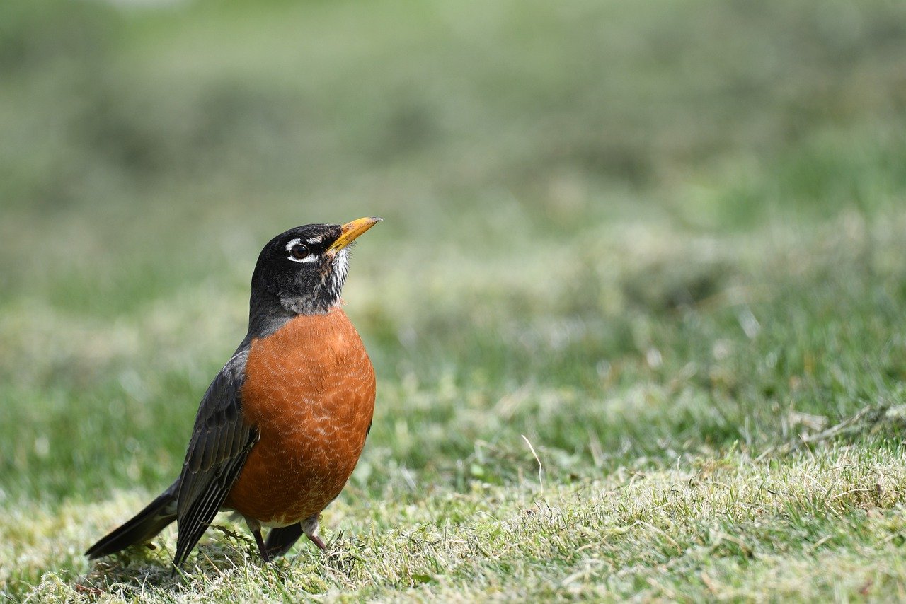 Robin, Migration, Diet & Habitat