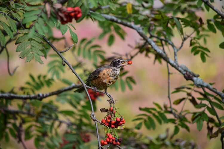 The American Robin