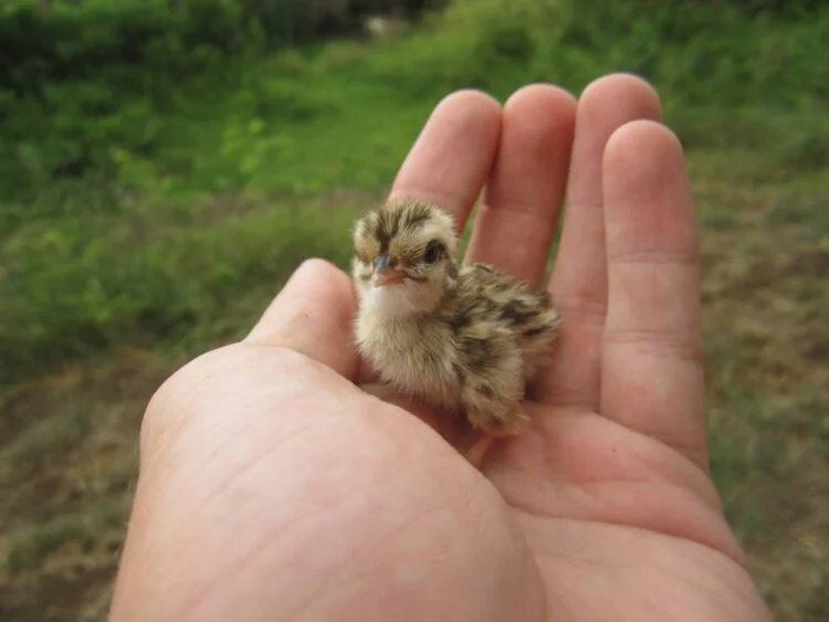 Baby crow