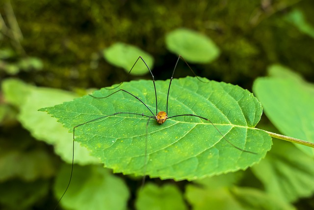 Granddaddy Long Legs And The Myths About Them