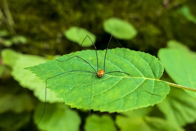 Myth: Daddy-longlegs would be deadly but