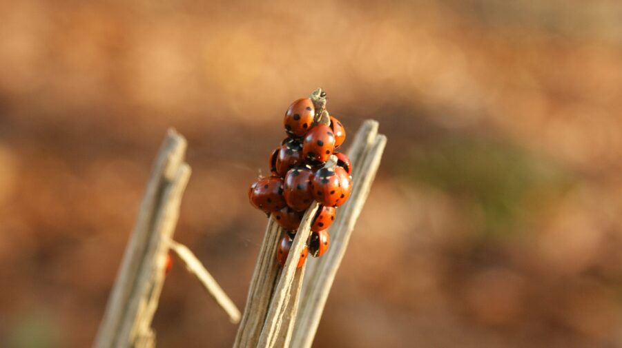 Where do bugs go in the winter? | Gulo in Nature