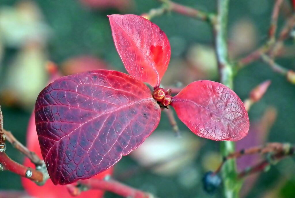 Foliar fruit flagging