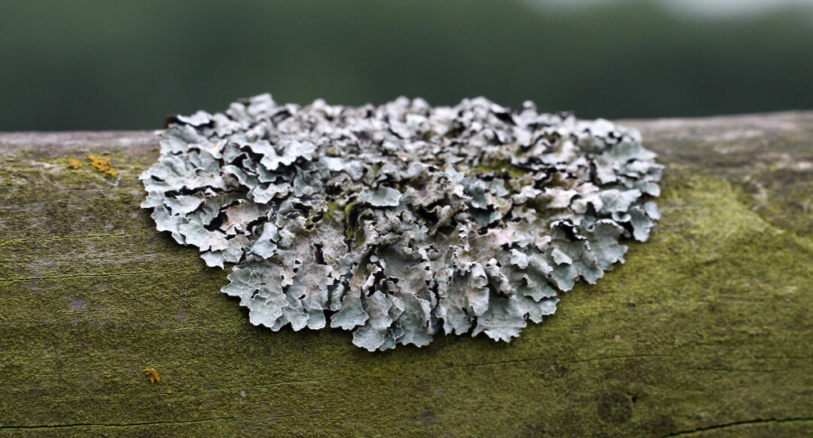 Lichen2