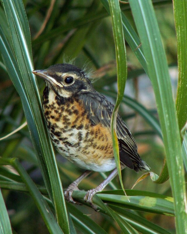 Species Spotlight: American Robin