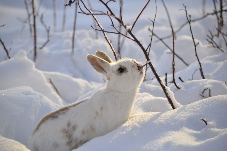 Rabbit g12fb649d0
