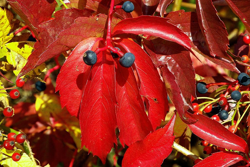 Foliar fruit flagging