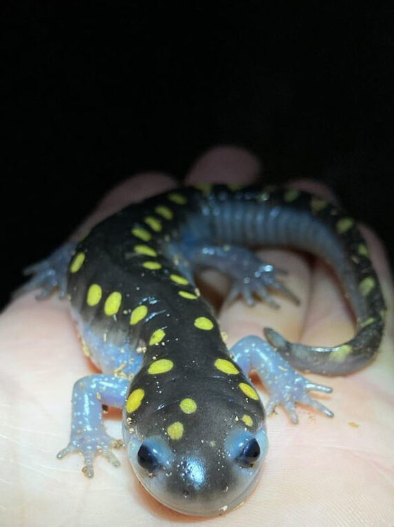 The Yellow-Spotted Salamander (Ambystoma maculatum) Care and Info – Crazy  Plants Crazy Critters