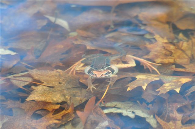 vernal pools