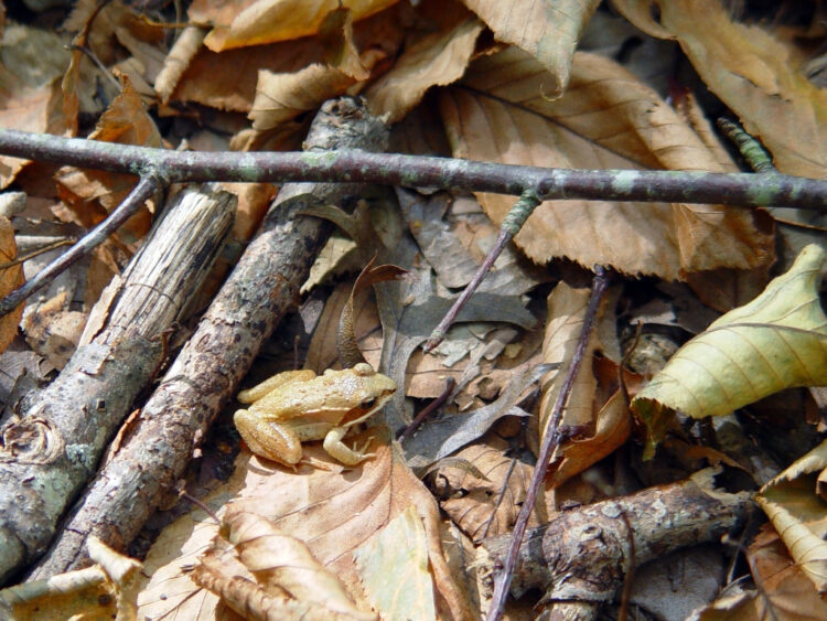 vernal pools