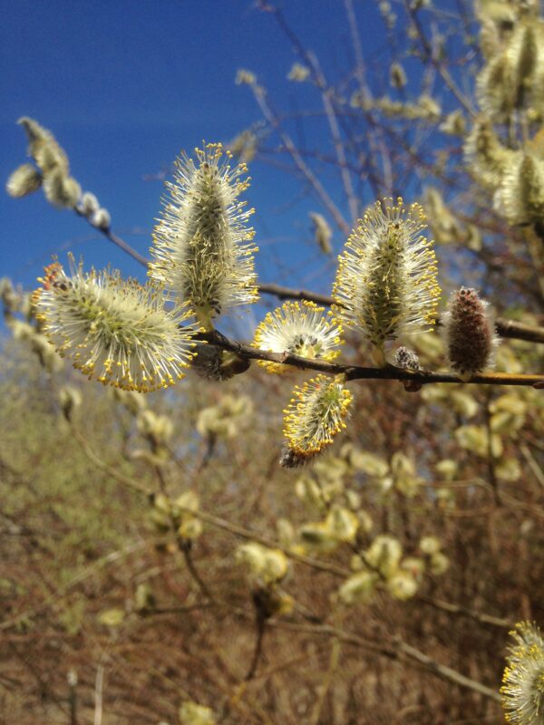 catkins