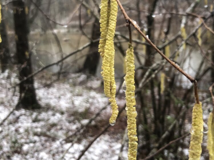 catkins