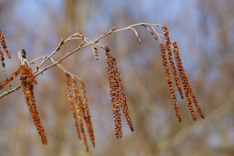 catkins