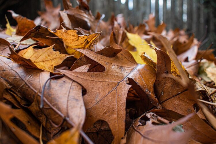 better not to rake leaves