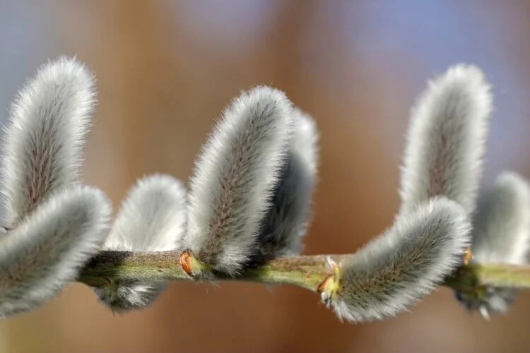 willow catkins