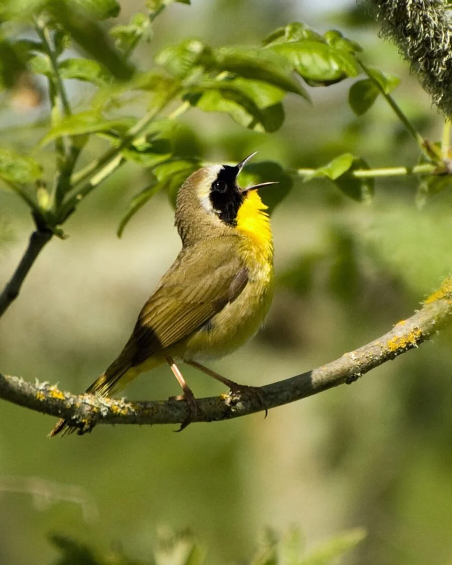 Most Beautiful Bird Songs - Birds singing in the forest 