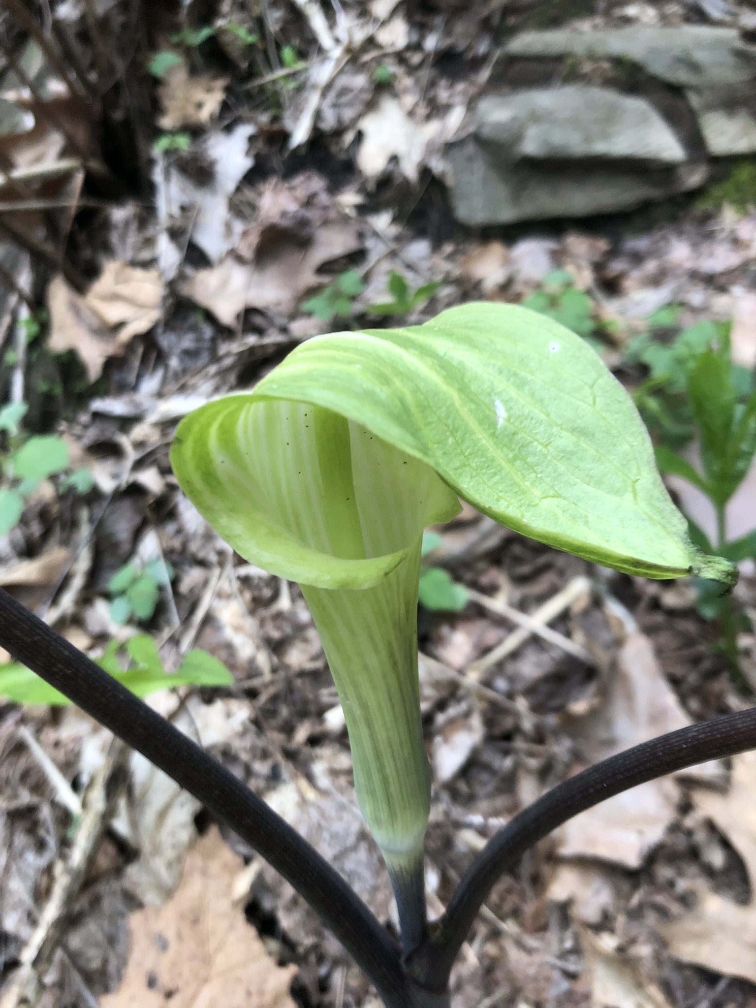 What are spring ephemerals? | Gulo in Nature