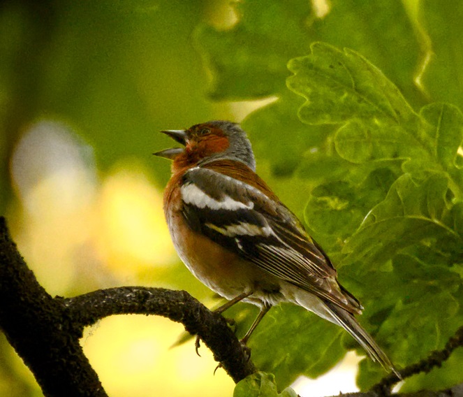 birdsong relaxing