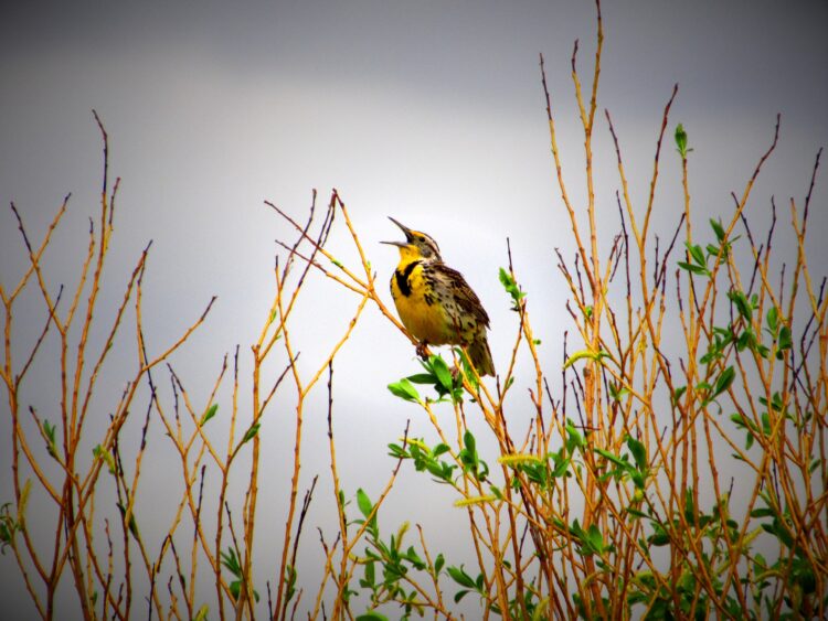 birdsong relaxing