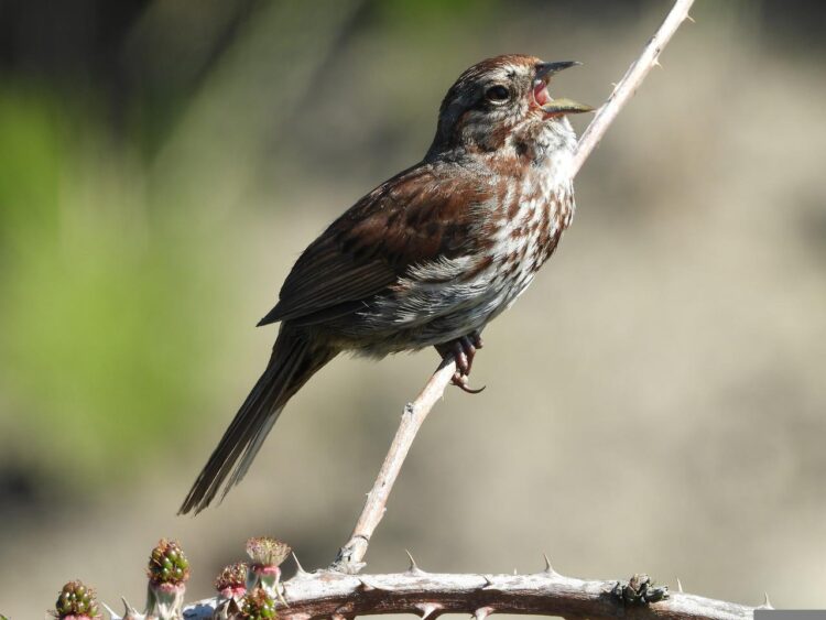 birdsong relaxing