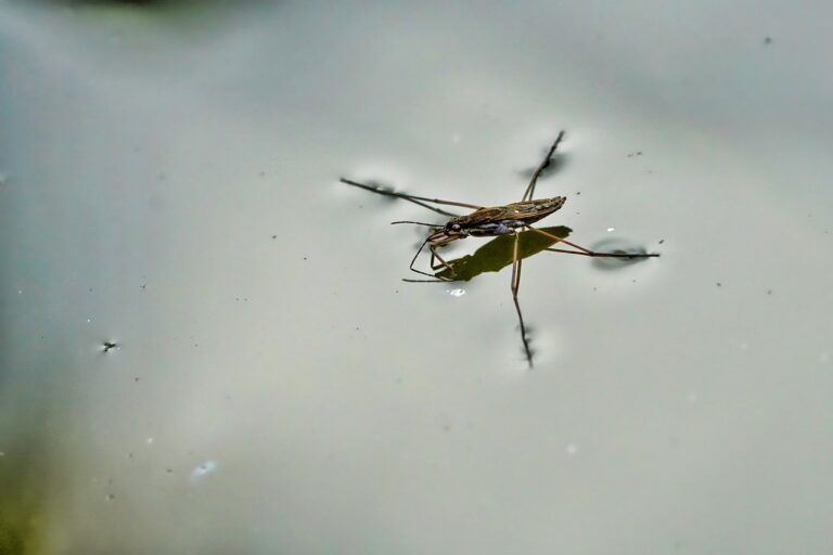 Water striders gbe736c3d8