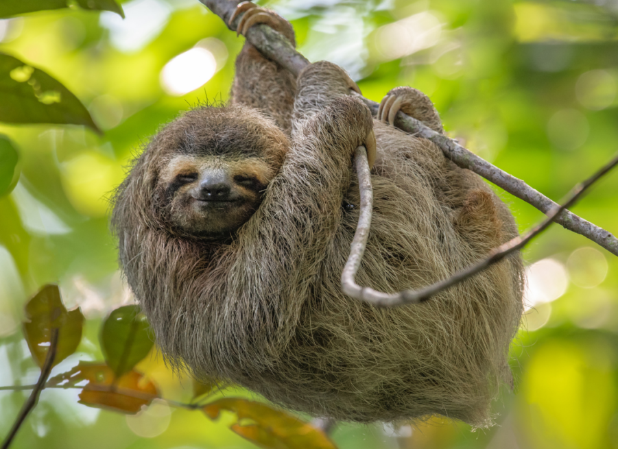 Why are sloths so slow? - Gulo in Nature