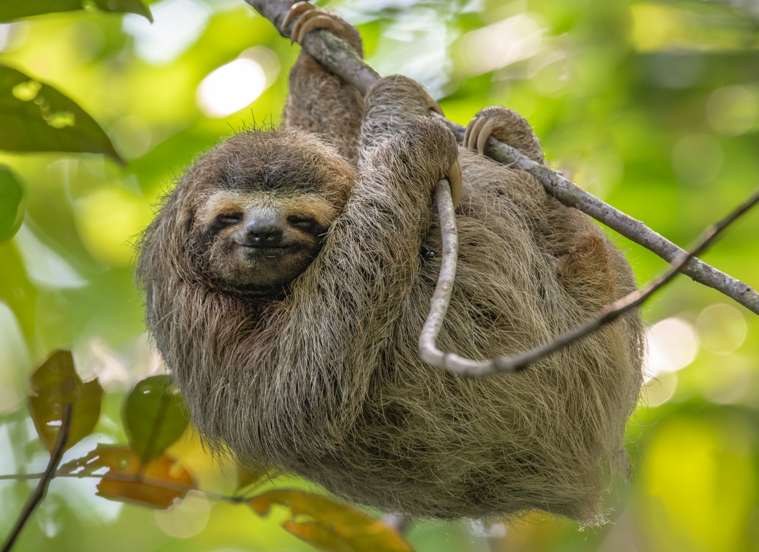 Why Are Sloths So Slow Gulo In Nature