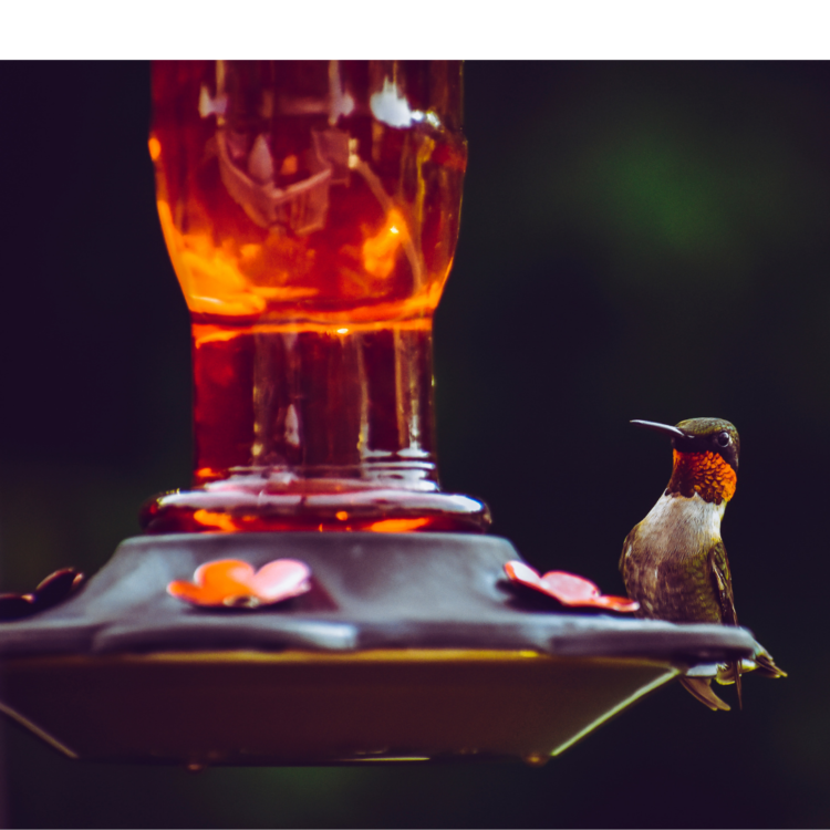 How can I attract hummingbirds to my yard
