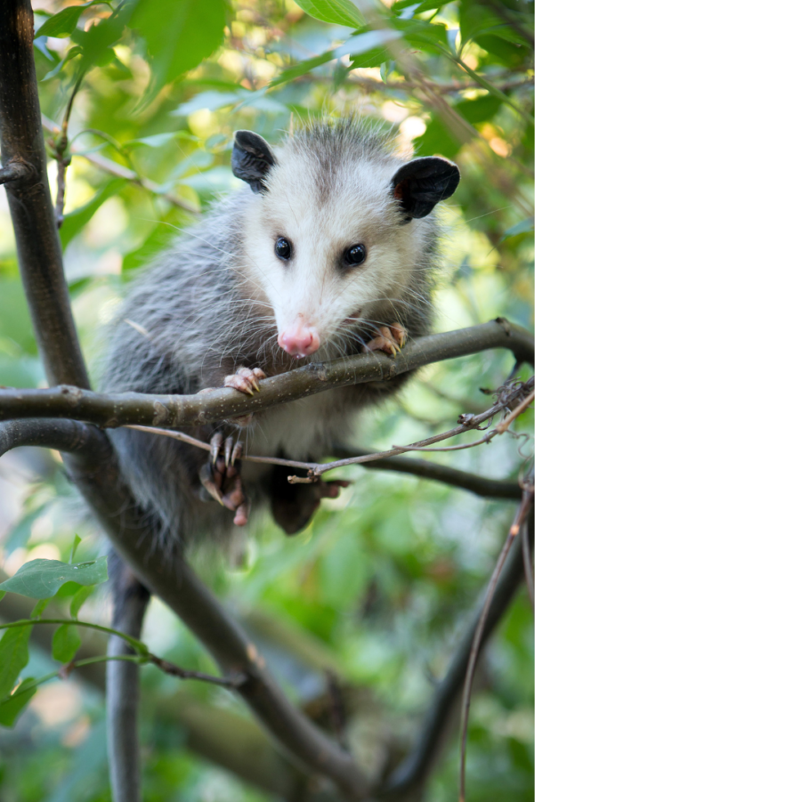 All about the Opossum - Gulo in Nature