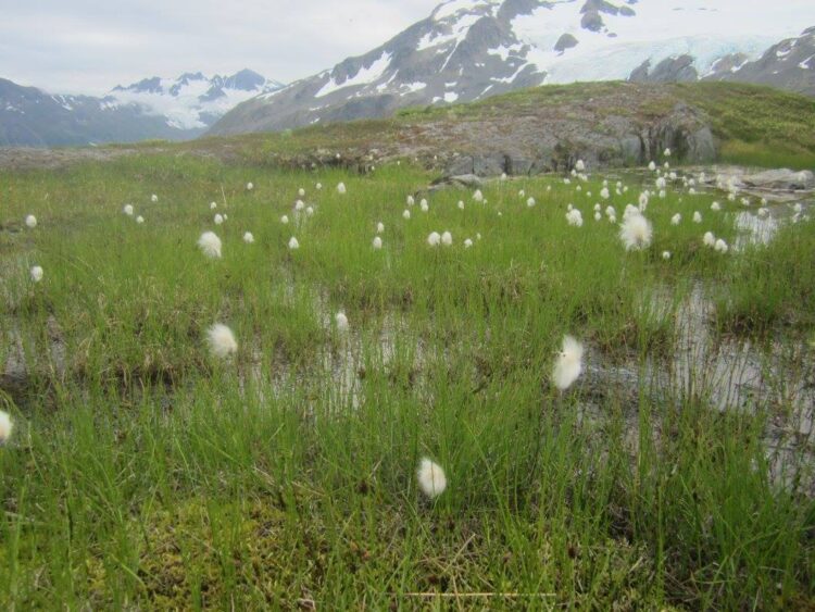 The Elevation Time Machine - Gulo in Nature