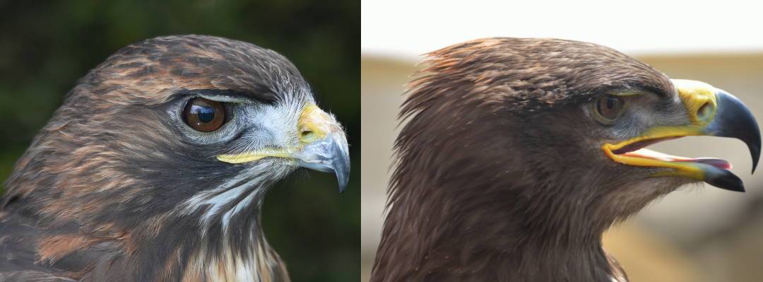 What’s the difference between hawks and eagles? | Gulo in Nature