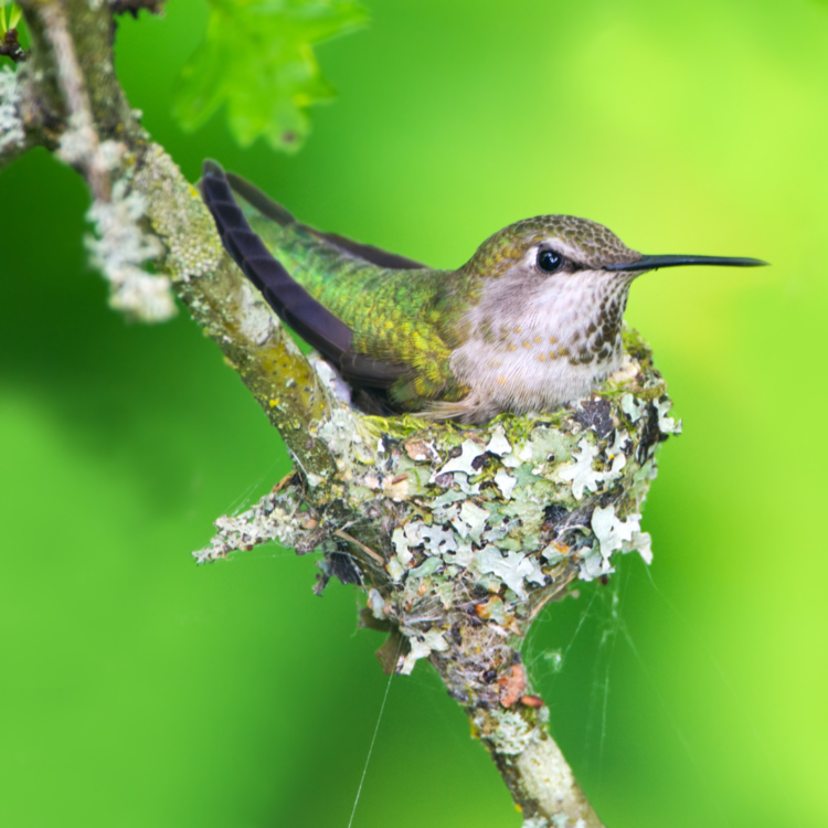 How can I attract hummingbirds to my yard