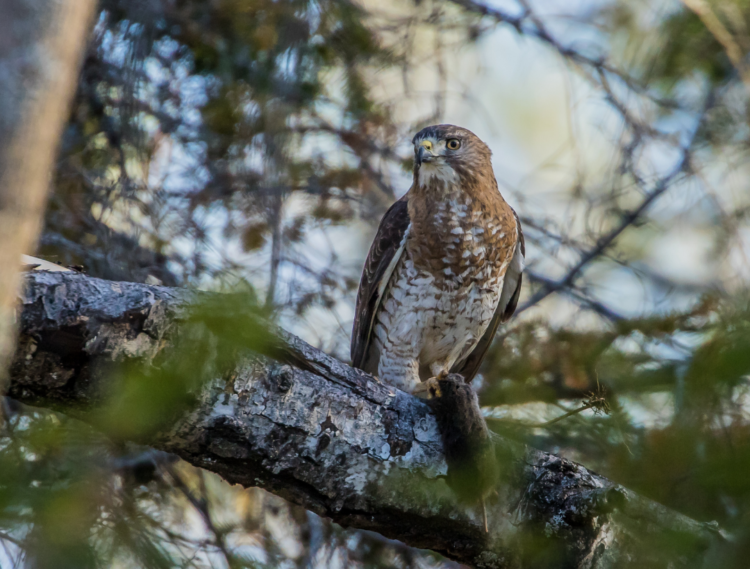 Hawk, Types, Diet, & Facts