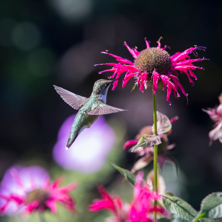 How can I attract hummingbirds to my yard