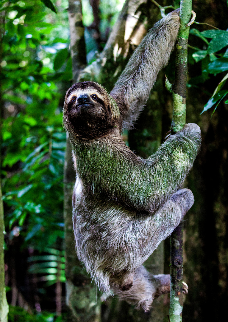 Why are sloths so slow? | Gulo in Nature