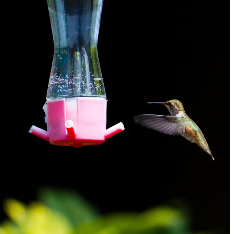 How can I attract hummingbirds to my yard