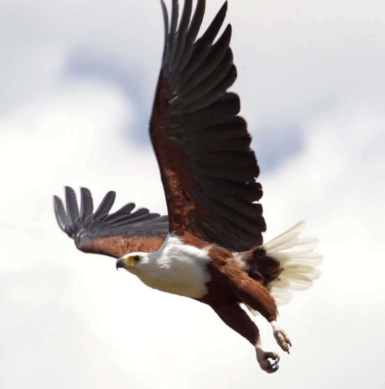 What's the difference between hawks and eagles? - Gulo in Nature