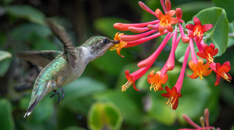 How can I attract hummingbirds to my yard