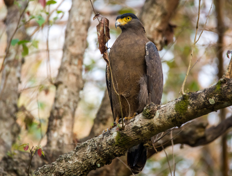 What's the difference between hawks and eagles? - Gulo in Nature