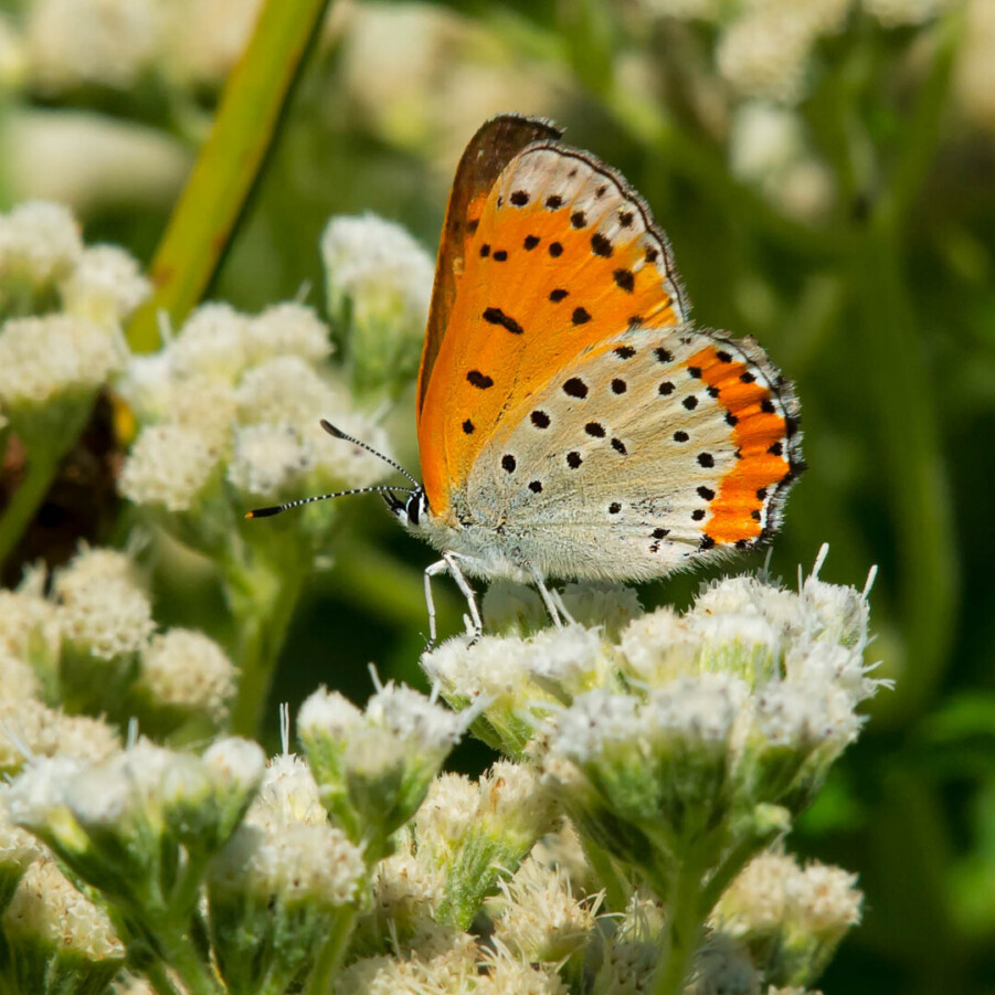 Butterfly life span2