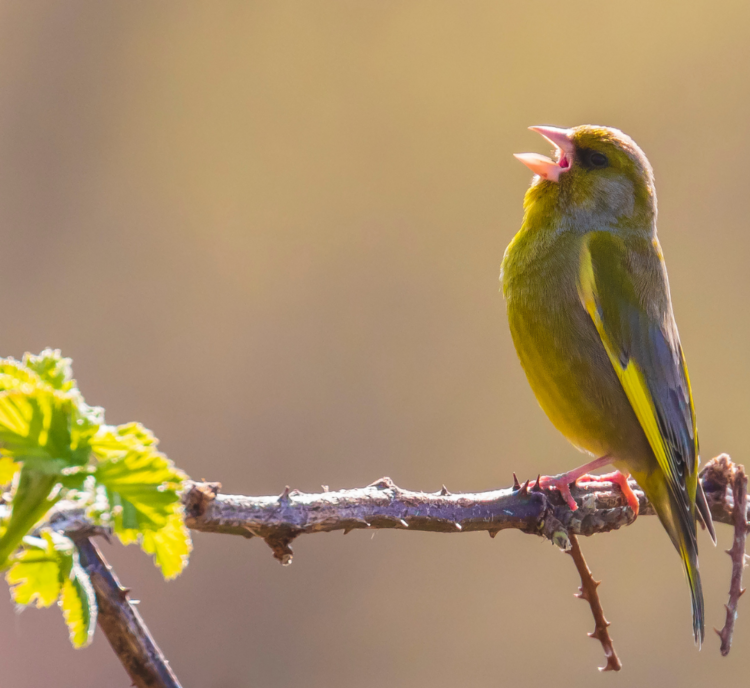 In the Leafy Treetops the Birds Sing Good Morning