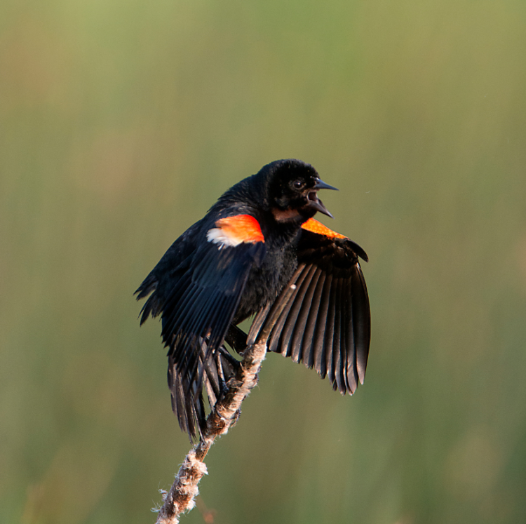 Why birds sing in the morning